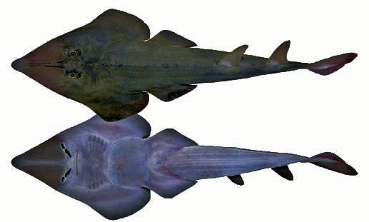 Rhinobatos (Glaucostegus) cemiculus _07.jpg